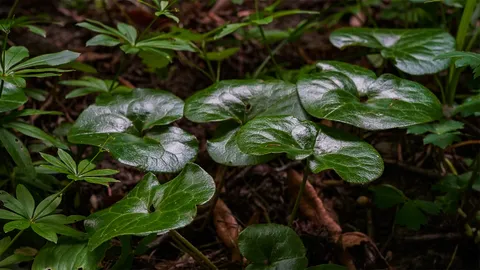 Widok na Gorce z okolic Termy Gorce