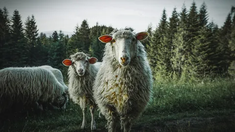Tereny zielone wokół Termy Gorce